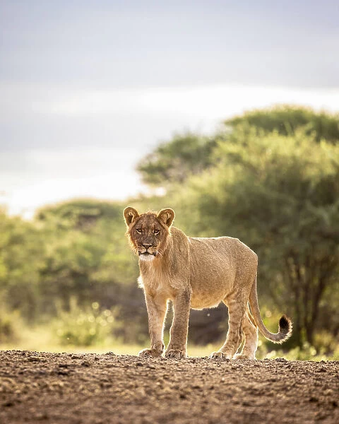 Lion Portrait, Kalahari Desert, Botswana