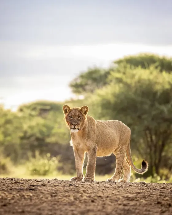 Framed Print : Lion Portrait, Kalahari Desert, Botswana