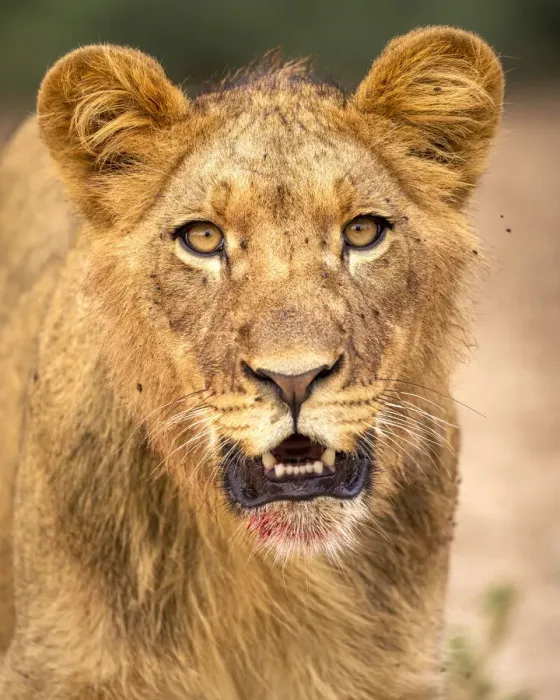 Framed Print : Lion Portrait, Kalahari Desert, Botswana Framed Print : Lion Portrait, Kalahari Desert, Botswana