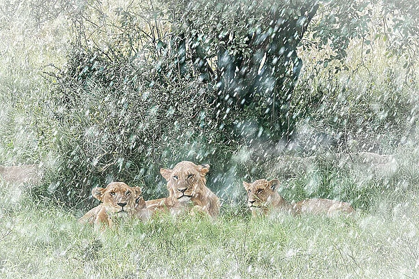 Lion pride in heavy rain, Lake Nakuru National Park, Kenya