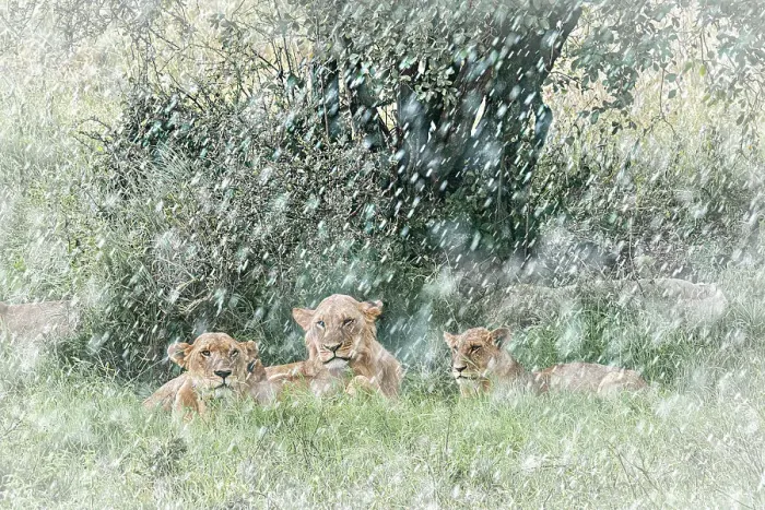 Framed Print : Lion pride in heavy rain, Lake Nakuru National Park, Kenya Framed Print : Lion pride in heavy rain, Lake Nakuru National Park, Kenya