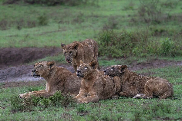 Lion pride in Lake Nakuru National Park, Kenya