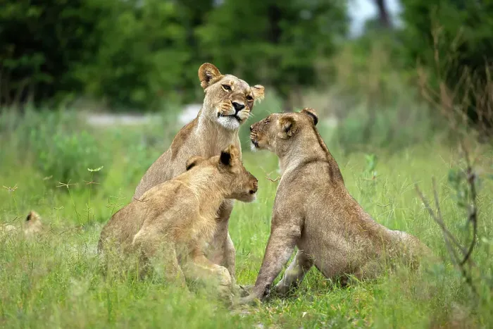 Framed Print : Lion Pride, Okavango Delta, Botswana Framed Print : Lion Pride, Okavango Delta, Botswana
