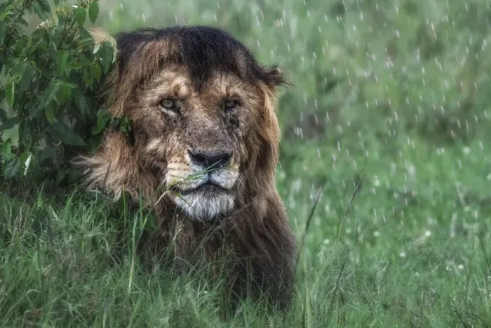 Framed Print : Lion in the rain (panthera leo) in the msai mara national reserve, kenya Framed Print : Lion in the rain (panthera leo) in the msai mara national reserve, kenya