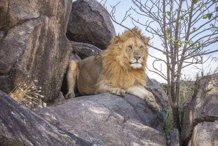 Framed Print : Lion resting on a kopje, the Serengeti, Serengeti National Park, Tanzania Framed Print : Lion resting on a kopje, the Serengeti, Serengeti National Park, Tanzania