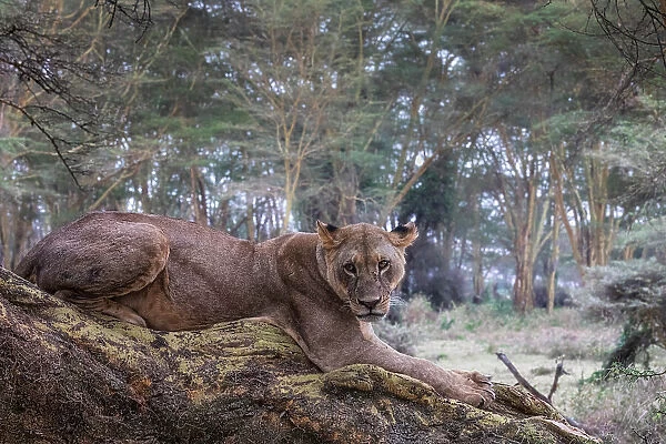 Lion resting on a tree in Lake Nakuru National Park, Nakuru, Kenya