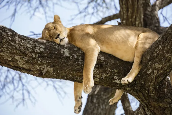 Framed Print : Lion resting in a tree, Serengeti, Serengeti Natioanl Park, Tanzania Framed Print : Lion resting in a tree, Serengeti, Serengeti Natioanl Park, Tanzania