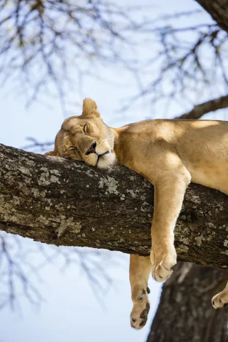 Framed Print : Lion resting in a tree, Serengeti, Serengeti Natioanl Park, Tanzania Framed Print : Lion resting in a tree, Serengeti, Serengeti Natioanl Park, Tanzania