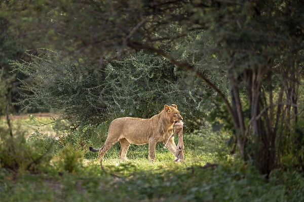 Lion with small kill, Kalahari Desert, Botswana