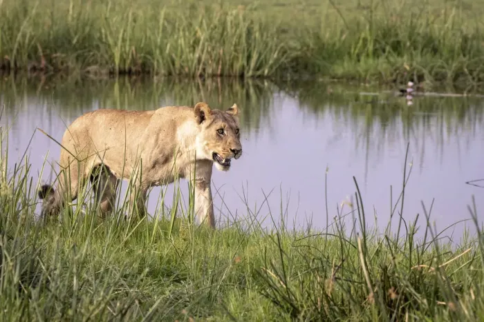 Framed Print : Lion walking, Okavango Delta, Botswana Framed Print : Lion walking, Okavango Delta, Botswana