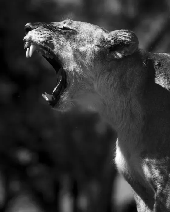 Framed Print : Lion yawn, Okavango Delta, Botswana Framed Print : Lion yawn, Okavango Delta, Botswana