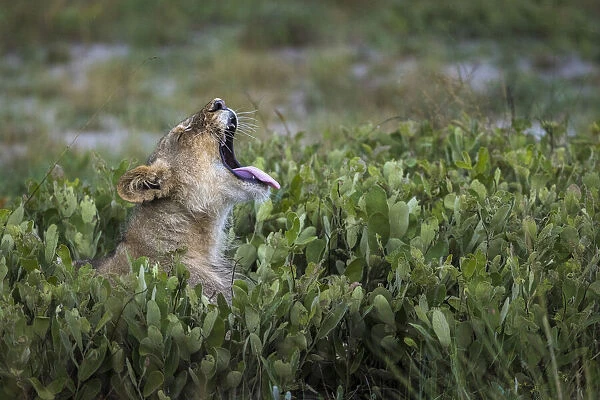 Lion yawning, Liuwa Plain National Park, Zambia