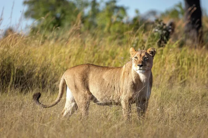 Framed Print : A lioness on alert, Okavango Delta, Botswana Framed Print : A lioness on alert, Okavango Delta, Botswana