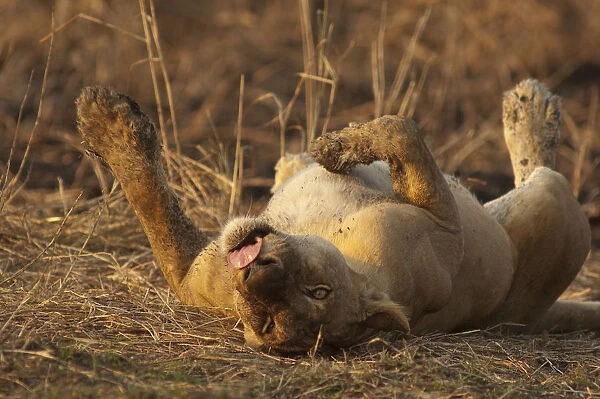 Lioness on her back, tongue out, Mikumi National park, Tanzania