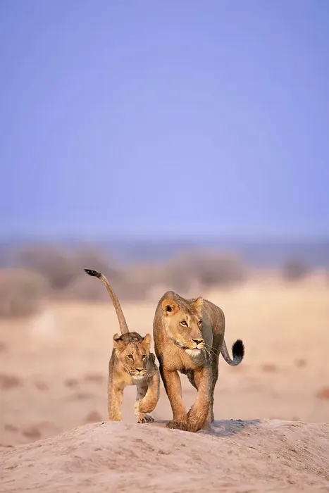 Framed Print : Lioness and cub, Kalahari Desert, Botswana
