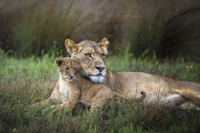 Framed Print : Lioness with cub, Liuwa Plain National Park, Zambia