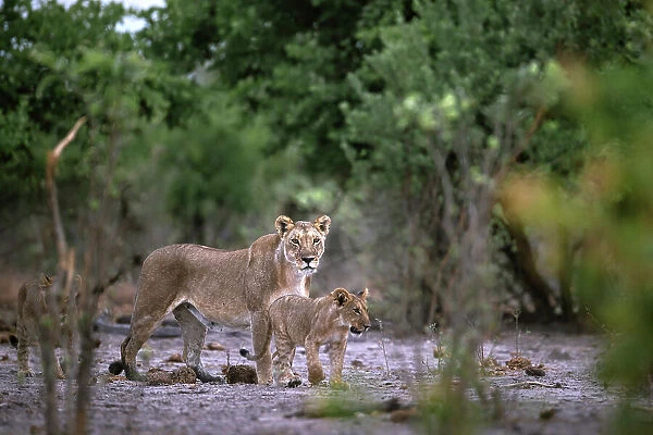 Lioness with cub, Okavango Delta, Botswana