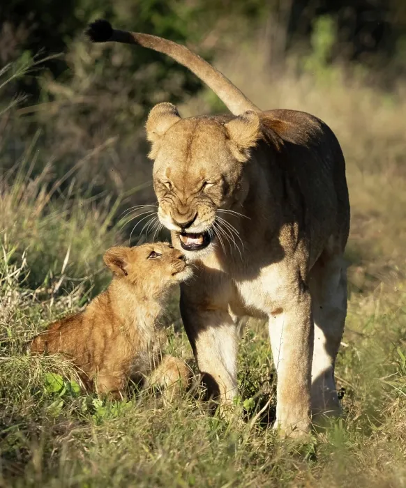 Framed Print : Lioness and her cub, Zimanga Private Game Reserve, KwaZulu Natal, South Africa Framed Print : Lioness and her cub, Zimanga Private Game Reserve, KwaZulu Natal, South Africa