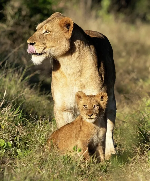 Framed Print : Lioness and her cub, Zimanga Private Game Reserve, KwaZulu Natal, South Africa Framed Print : Lioness and her cub, Zimanga Private Game Reserve, KwaZulu Natal, South Africa