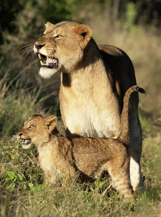 Framed Print : Lioness and her cub, Zimanga Private Game Reserve, KwaZulu Natal, South Africa Framed Print : Lioness and her cub, Zimanga Private Game Reserve, KwaZulu Natal, South Africa