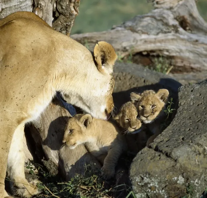 Framed Print : A lioness and her cubs Framed Print : A lioness and her cubs