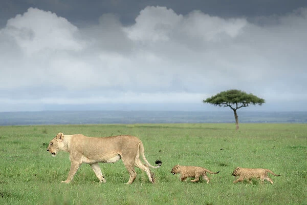 A lioness with two cubs in the Masai Mara National Reserve, Kenya