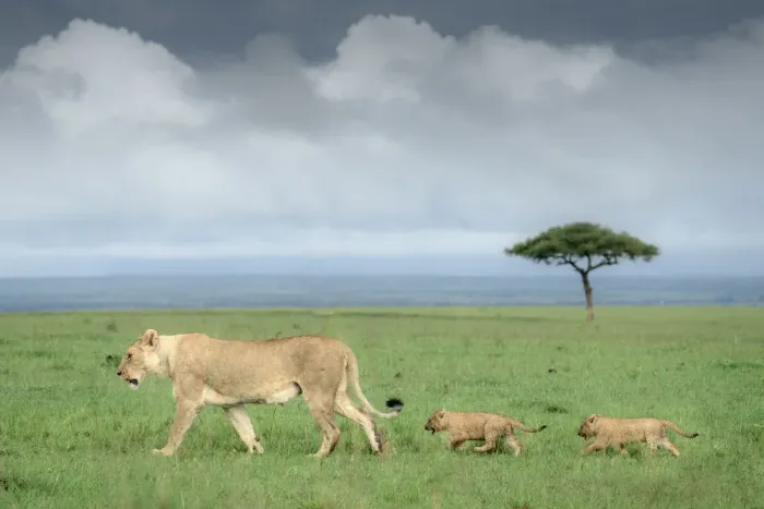 Framed Print : A lioness with two cubs in the Masai Mara National Reserve, Kenya