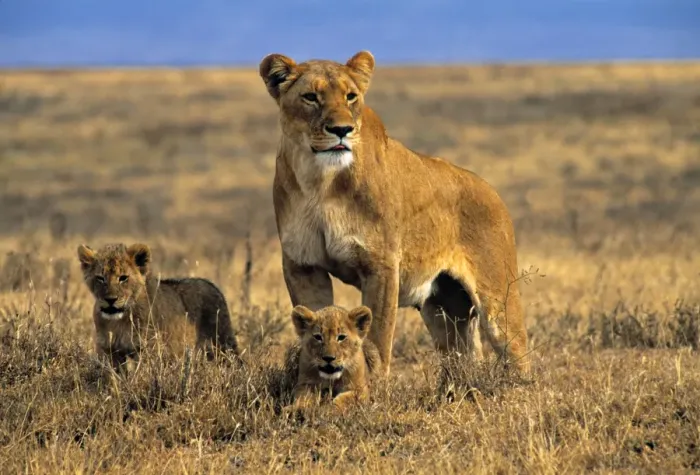 Framed Print : Lioness and cubs, Ngorongoro Crater, Tanzania