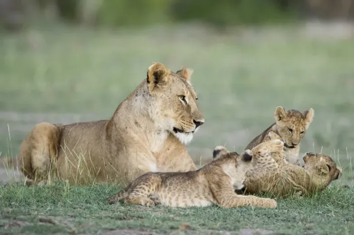 Framed Print : A lioness and cubs playing in Amboseli, Kenya Framed Print : A lioness and cubs playing in Amboseli, Kenya