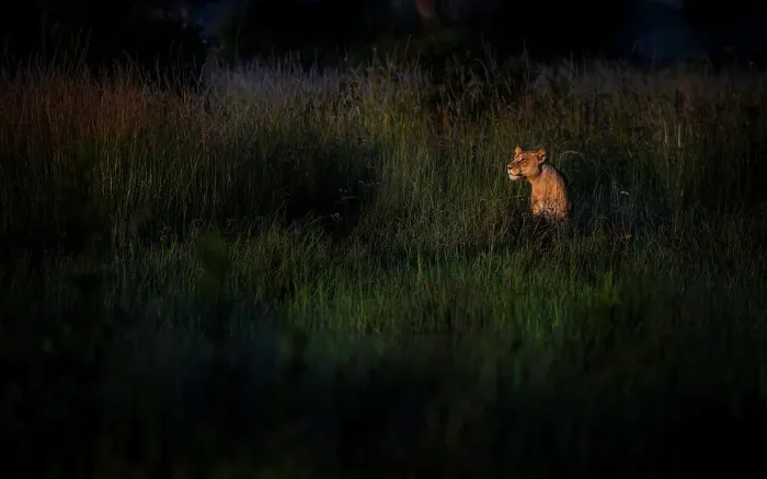 Framed Print : Lioness at dawn, Khwai River, Okavango Delta, Botswana Framed Print : Lioness at dawn, Khwai River, Okavango Delta, Botswana