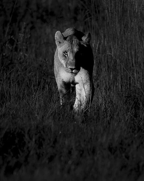 Lioness at dawn, Khwai River, Okavango Delta, Botswana