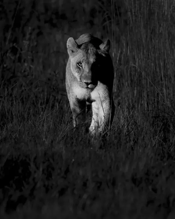 Framed Print : Lioness at dawn, Khwai River, Okavango Delta, Botswana