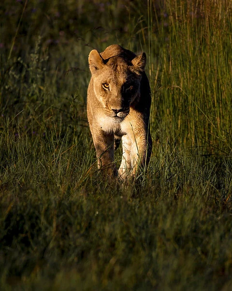 Lioness at dawn, Khwai River, Okavango Delta, Botswana