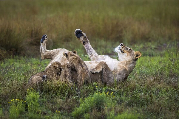 Lioness feeding her three cubs, Liuwa Plain National Park, Zambia