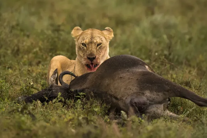 Framed Print : Lioness feeding on dead wildebeeste, Serengeti, Tanzania Framed Print : Lioness feeding on dead wildebeeste, Serengeti, Tanzania