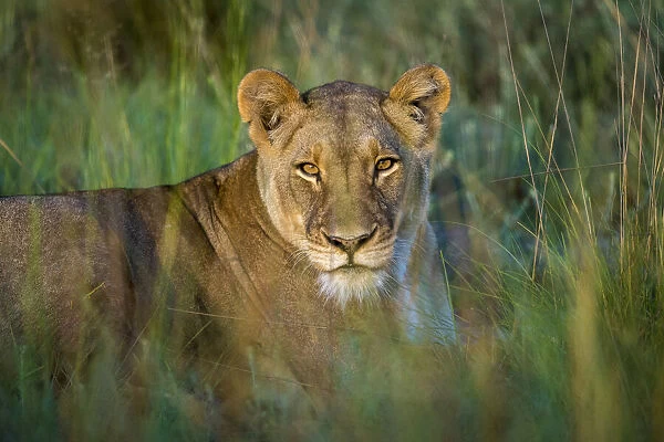 Lioness in grassland, Liuwa Plain National Park, Zambia