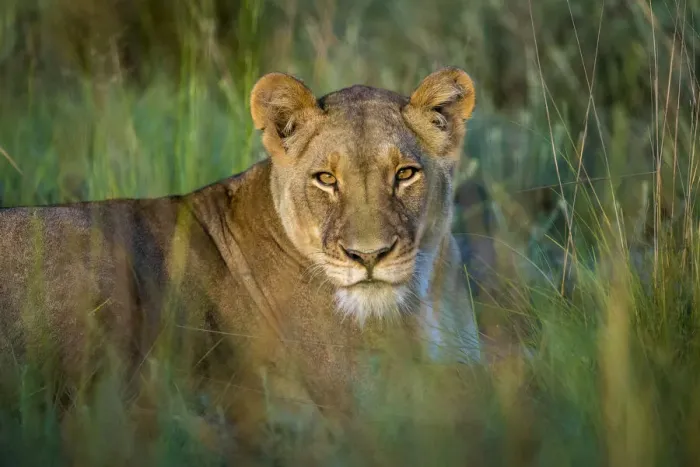 Framed Print : Lioness in grassland, Liuwa Plain National Park, Zambia Framed Print : Lioness in grassland, Liuwa Plain National Park, Zambia