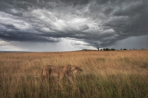 A lioness in the high grass, Maasaimara, Kenya