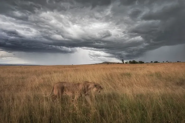 Framed Print : A lioness in the high grass, Maasaimara, Kenya Framed Print : A lioness in the high grass, Maasaimara, Kenya