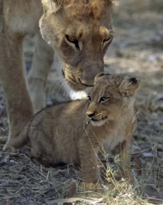 Framed Print : A lioness keeps a careful eye on her cub in the Moremi Framed Print : A lioness keeps a careful eye on her cub in the Moremi
