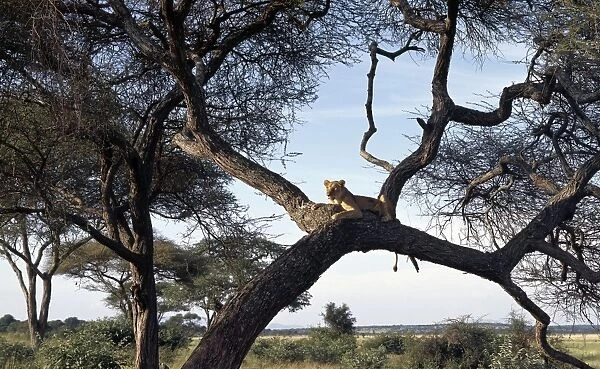 A lioness keeps watch, Tarangire National Park