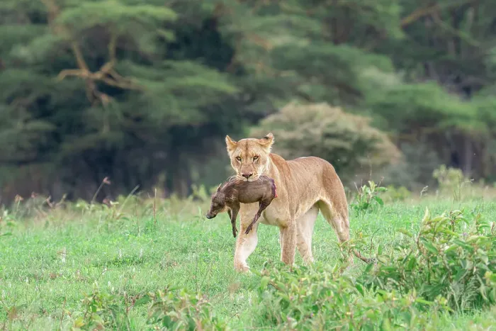 Framed Print : Lioness with kill in Lake Nakuru national park, Kenya