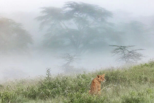 Lioness in Lake Nakuru national park, Kenya