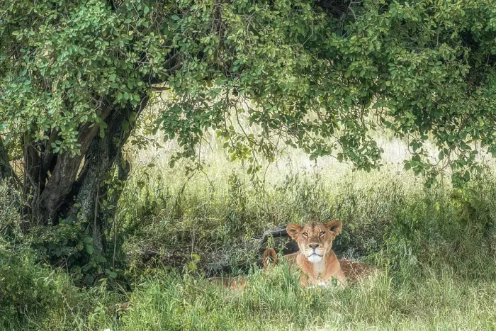Framed Print : Lioness in Lake Nakuru national park, Kenya Framed Print : Lioness in Lake Nakuru national park, Kenya