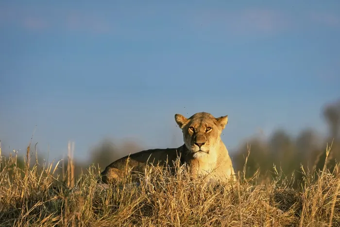 Framed Print : Lioness lying on a mound, Moremi Game Reserve, Okavango Delta, Botswana
