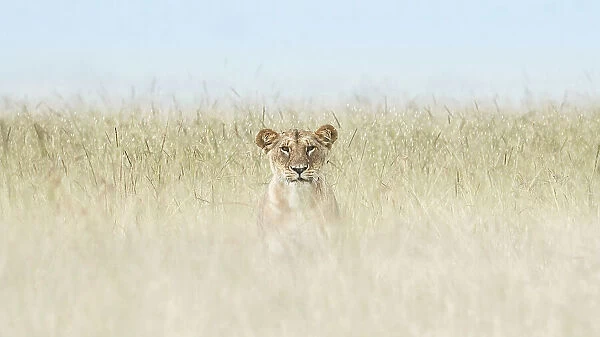 Lioness in the Maasaimara, Kenya