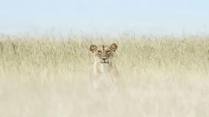 Framed Print : Lioness in the Maasaimara, Kenya Framed Print : Lioness in the Maasaimara, Kenya