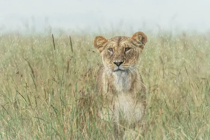 Framed Print : Lioness in the Maasaimara, Kenya