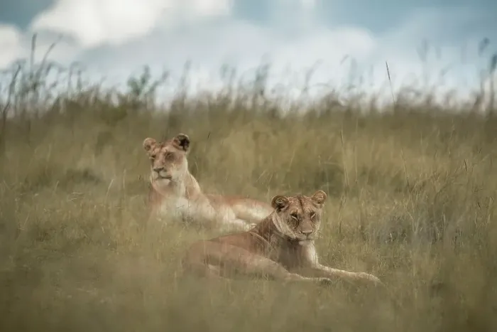 Framed Print : Lioness in the Maasaimara, Kenya Framed Print : Lioness in the Maasaimara, Kenya