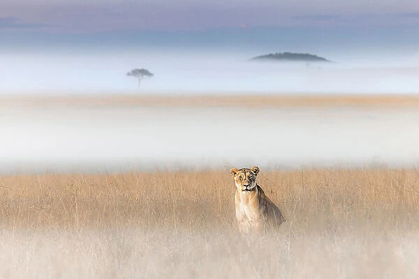 Lioness in a misty morning in the Maasai Mara, Kenya